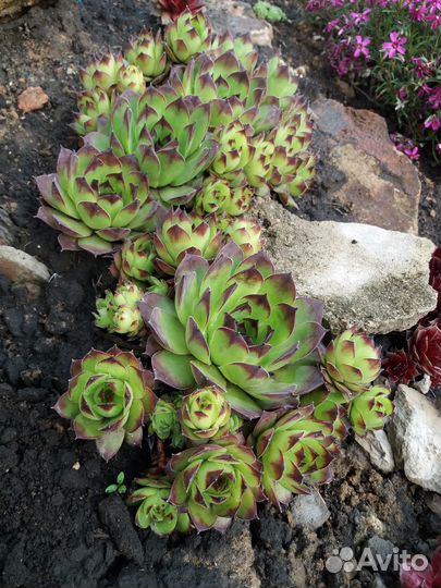 Молодило (Каменная Роза) 