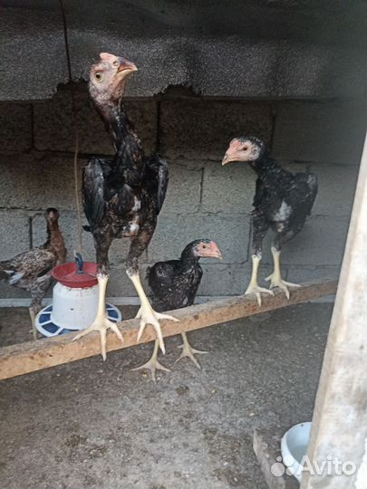 О Шамо 3 мес