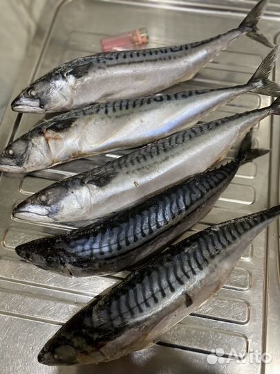 Скумбрия с/м 400+