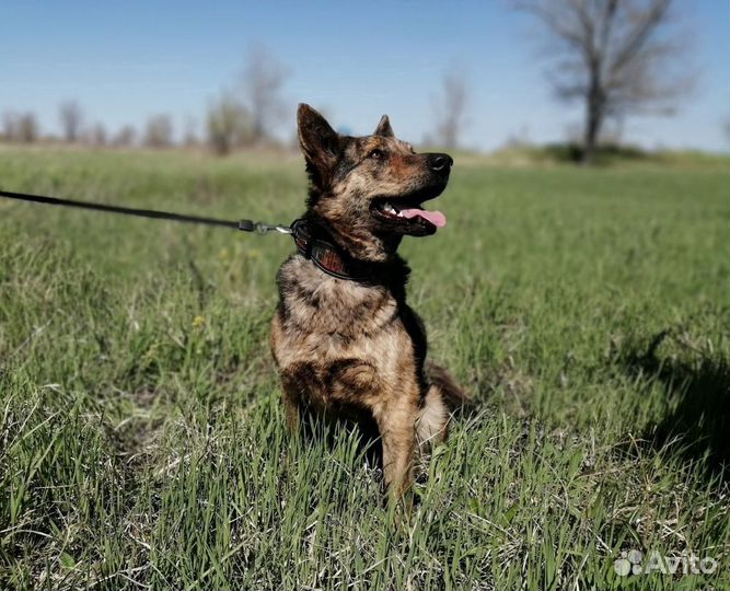 Ева ищет дом