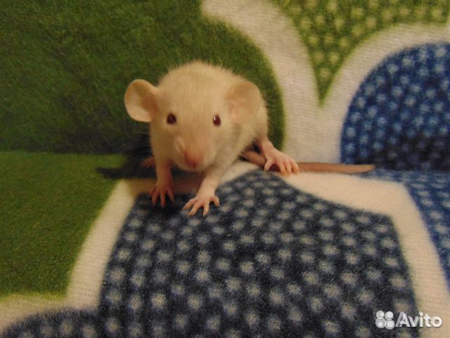 Крысы, крысята дамбо, стандарт, клетки