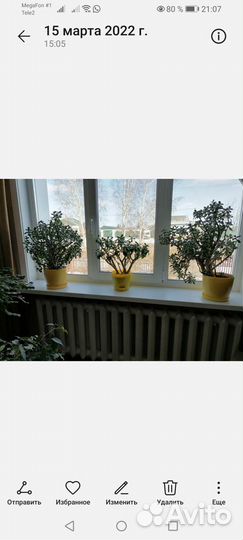 Толстянка - денежное дерево