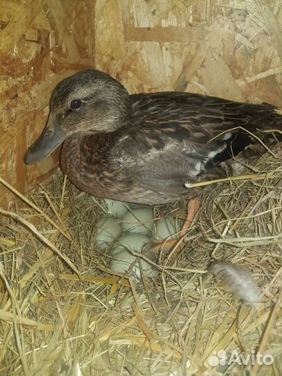 Селезни кряквы, инкубационное яйцо дикой утки