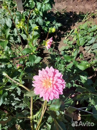 Георгины клубни