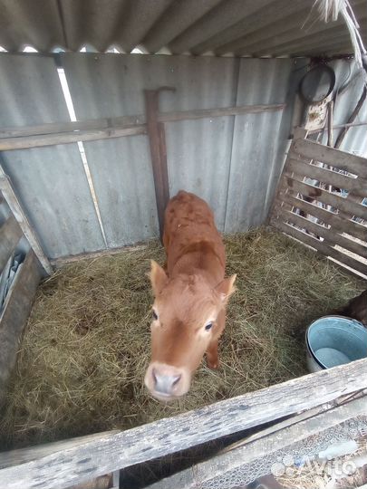 Телочка 2 месяца