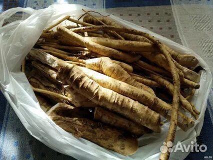 Корень хрена