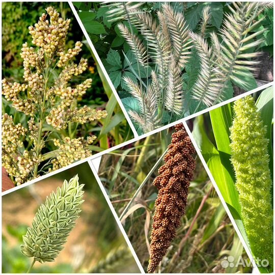 Семена сухоцветов