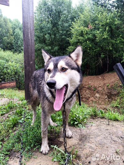 Найдена собака