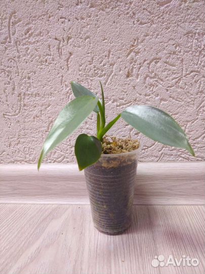 Ктенанта Лубберса, Бурле Маркси,Строманта триколор