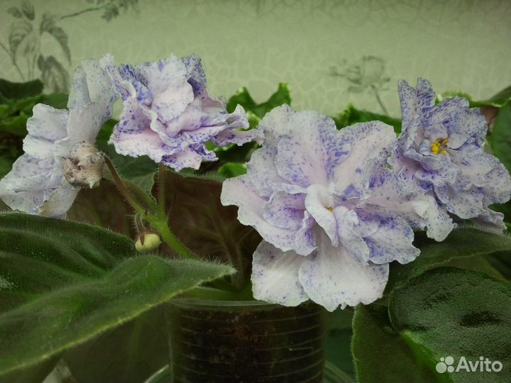 Фиалки фэнтезийные