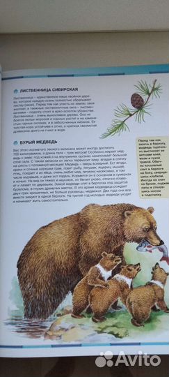 Энциклопедия. Природа России