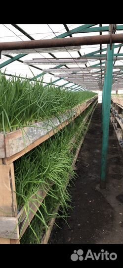 Отапливаемая Теплица