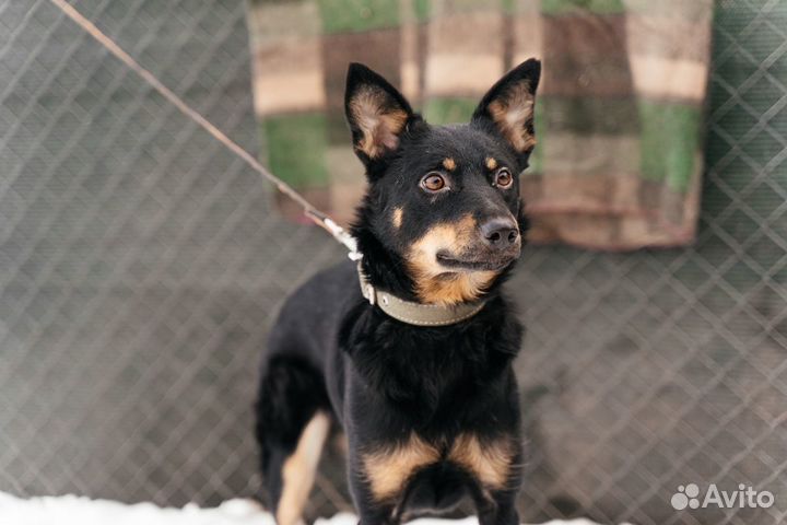 Умница Кира