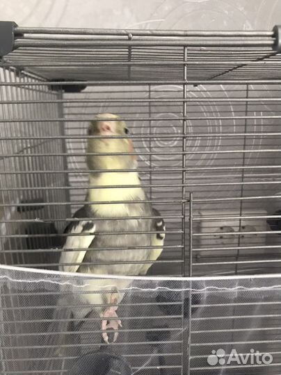 Попугай корелла мальчик