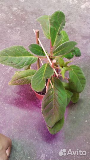 Гинура, глоксиния, примула