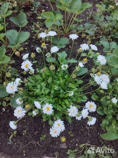Маргаритки цветы