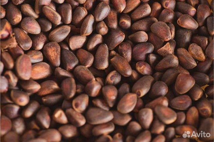 Орех кедровый