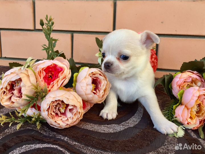 Чихуахуа девочка