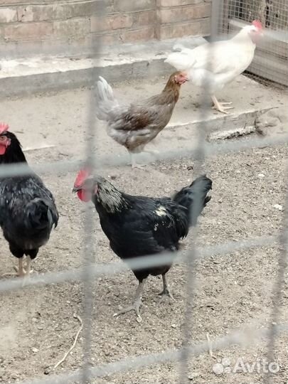 Молодые петухи