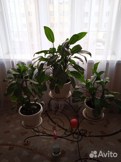 Комнатные растения