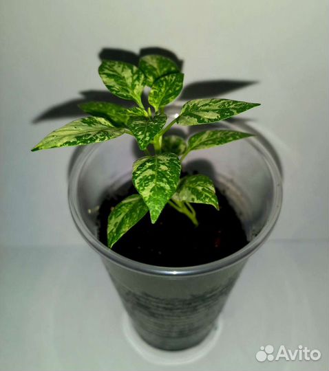 Рассада острых и сверхострых перцев для дома