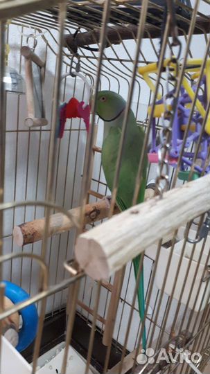 Ожереловый попугай самец