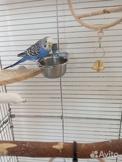 Пара попугаев с клеткой