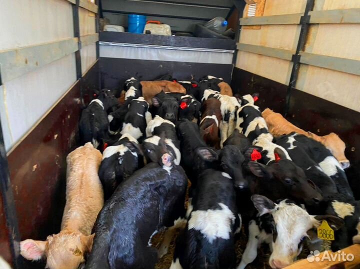 Телята. Доставка бесплатно