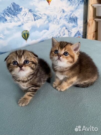 Шотландские котята