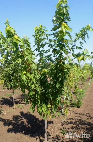 Клен саженцы, крупномеры