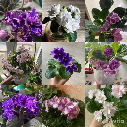 Фиалка, герань