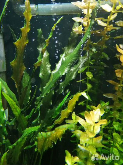 Удобрения с микроэлементами для аквариума