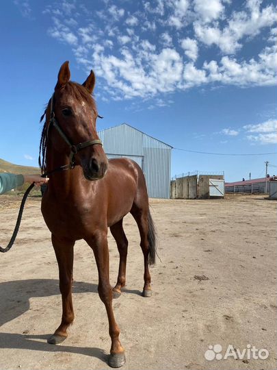 Продажа лошадей