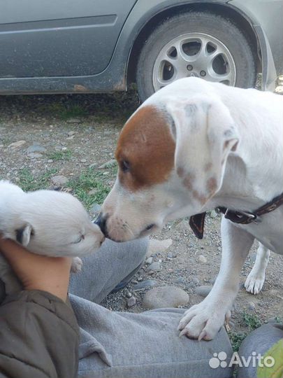 Щенки бесплатно смесь джек рассела и дворняги