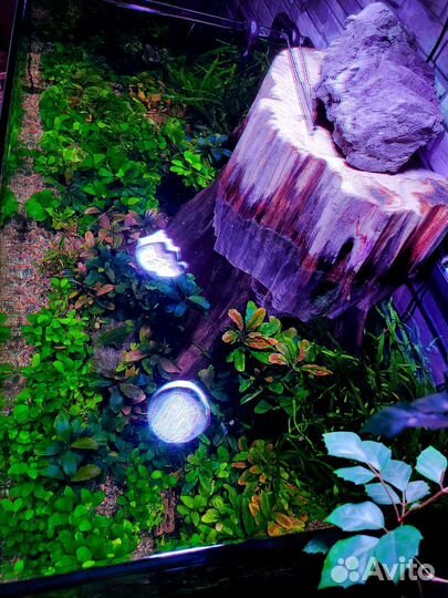 Буцефоландры набор