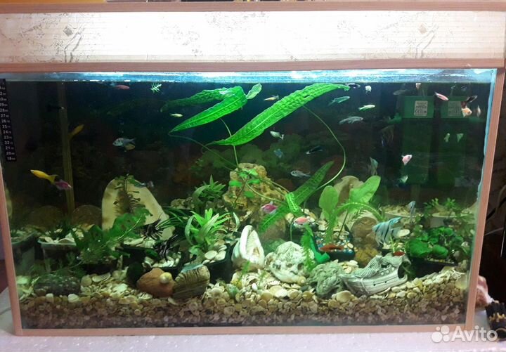 Аквариум с грунтом и ракушками