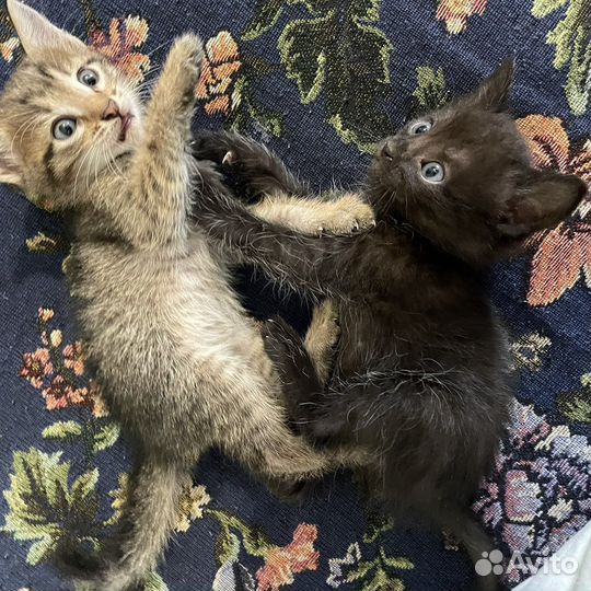 Милые котята