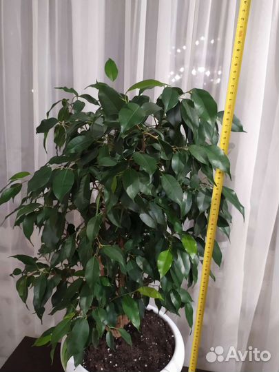 Фикус бенджамина большой