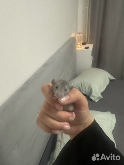 Крысята бесплатно (Смесь Дамбо)