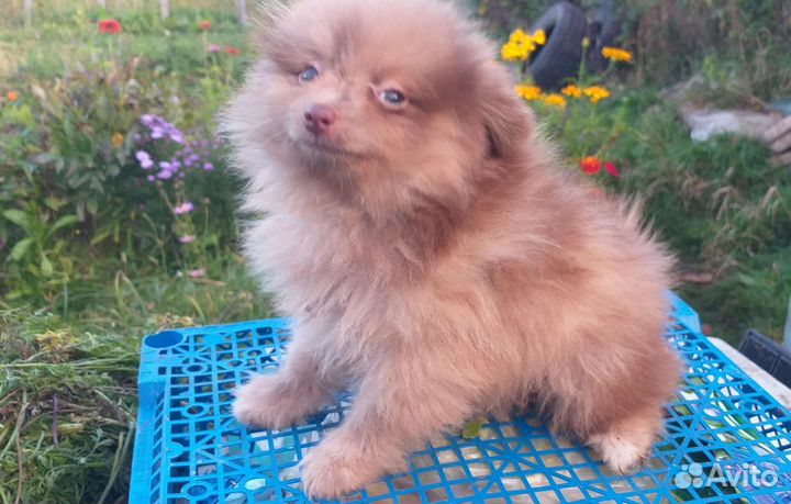 Щенки шпица