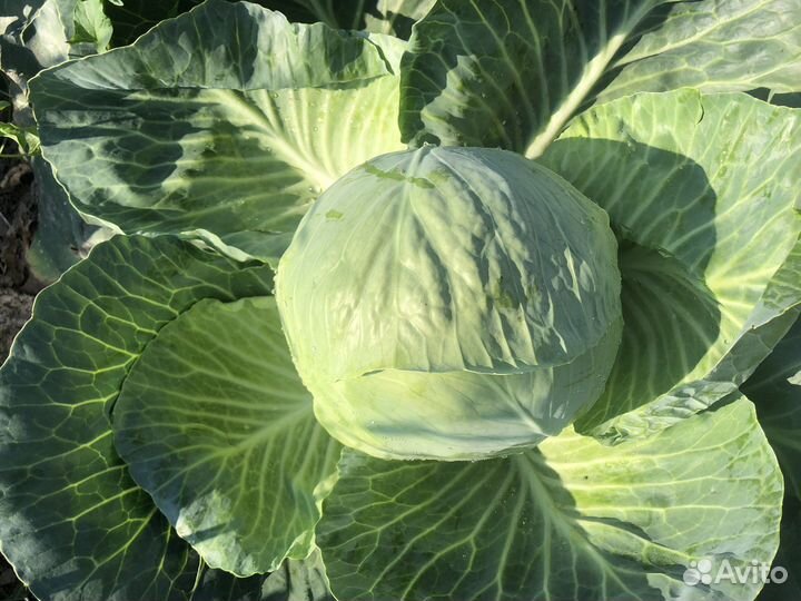 Капуста оптом
