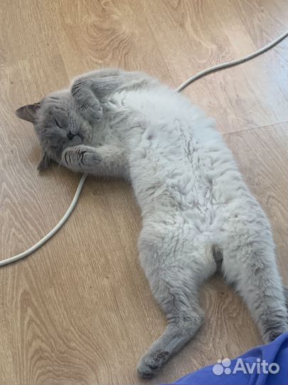 Шотландский кот вязка
