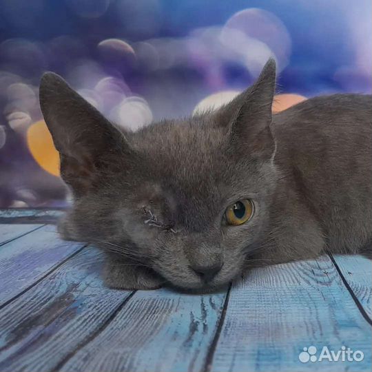 Русская голубая и фенотип бурманской