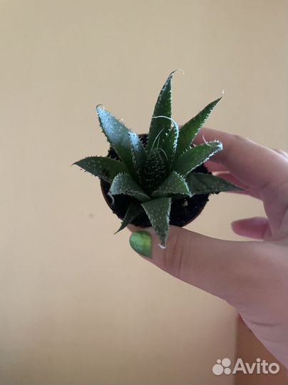 Толстянка, алоэ, суккуленты