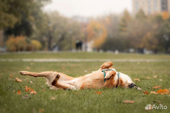 Собака в добрые руки
