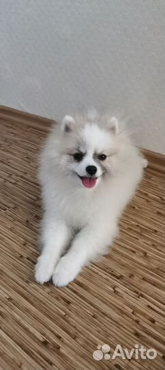 Немецкий малый шпиц, вазка