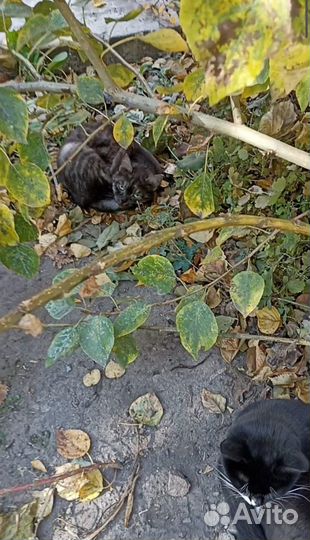 Котики пропадают на улице