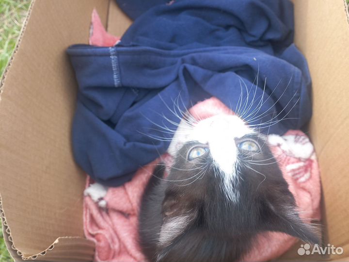 Отдам котенка в добрые руки