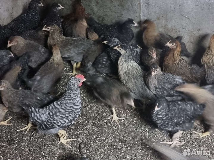 Куры несушки доминант