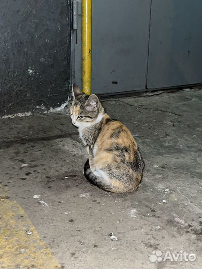 Котята в добрые руки бесплатно